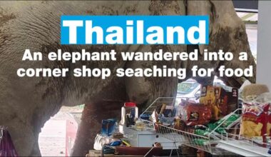 An elephant wandered into a corner shop in search of food in Thailand • FRANCE 24 English