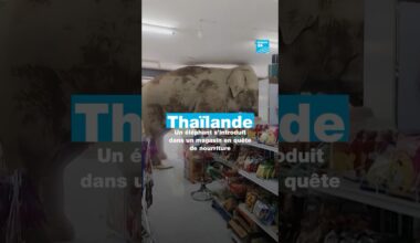 Thaïlande : un éléphant s’introduit dans un magasin à la recherche de nourriture • FRANCE 24