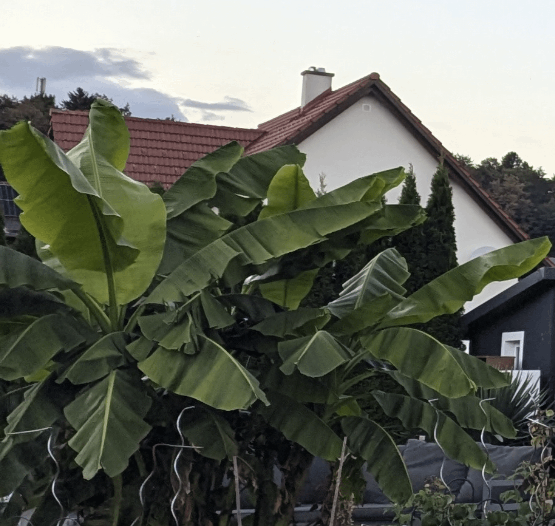 Bananenstauden Triebe