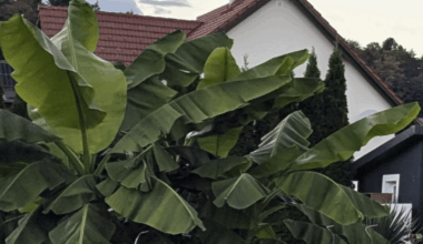 Bananenstauden Triebe