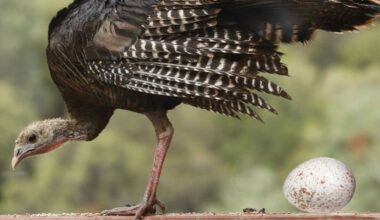 Why do we eat chicken eggs, duck eggs, and quail eggs, but not turkey eggs?