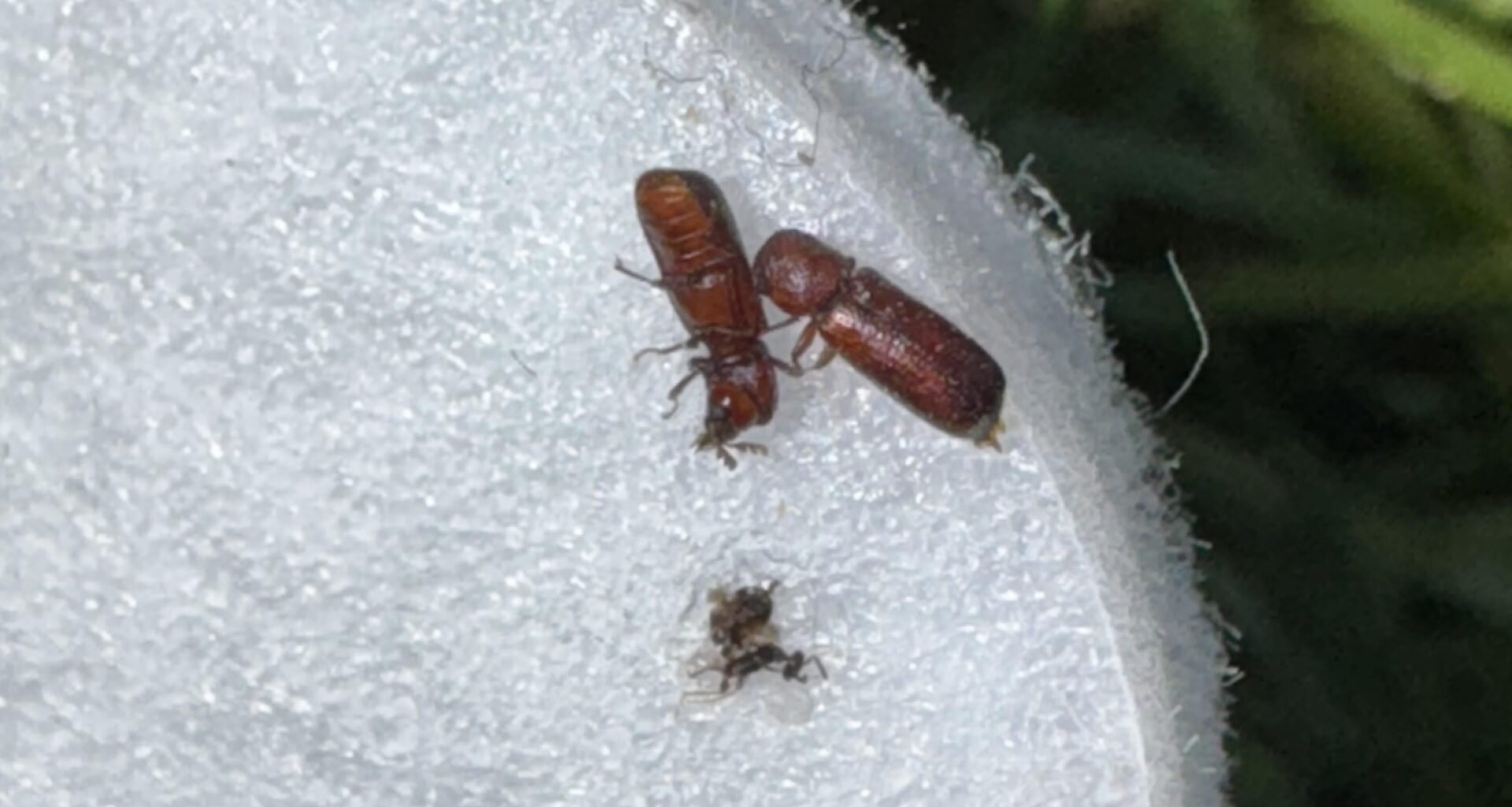 Identifying Small Flying Insects in My Kitchen