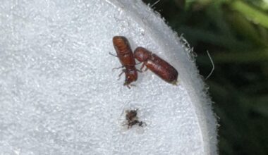 Identifying Small Flying Insects in My Kitchen