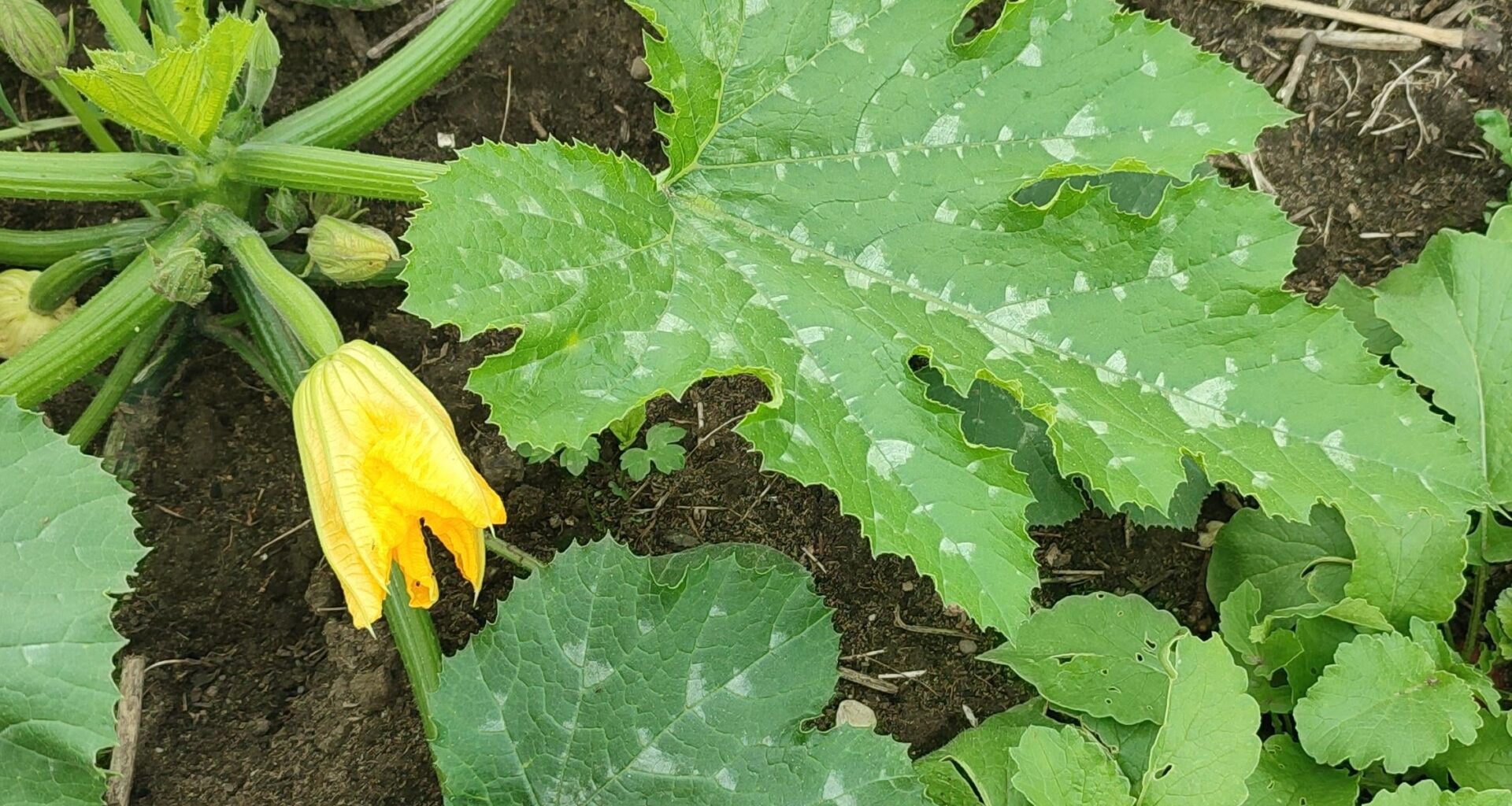 Zucchini mehltau schon jetzt??