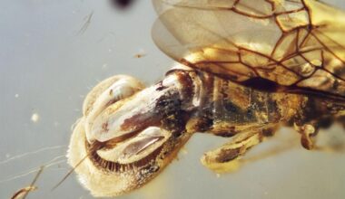 Scientists discover creature 'beyond imagination' encased in 99 million-year-old amber