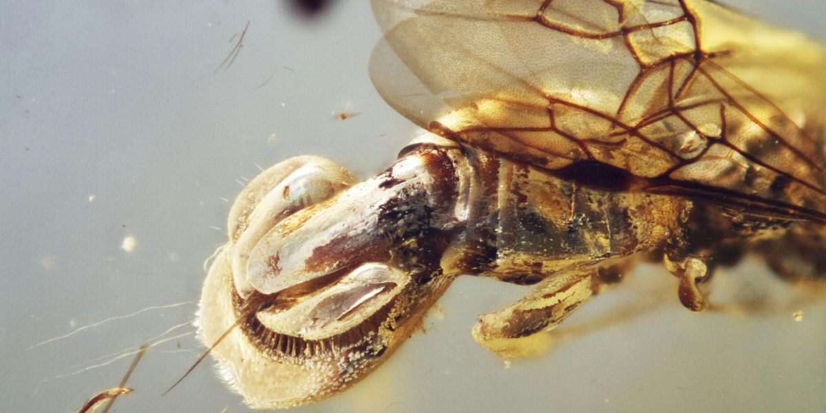 Scientists discover creature 'beyond imagination' encased in 99 million-year-old amber