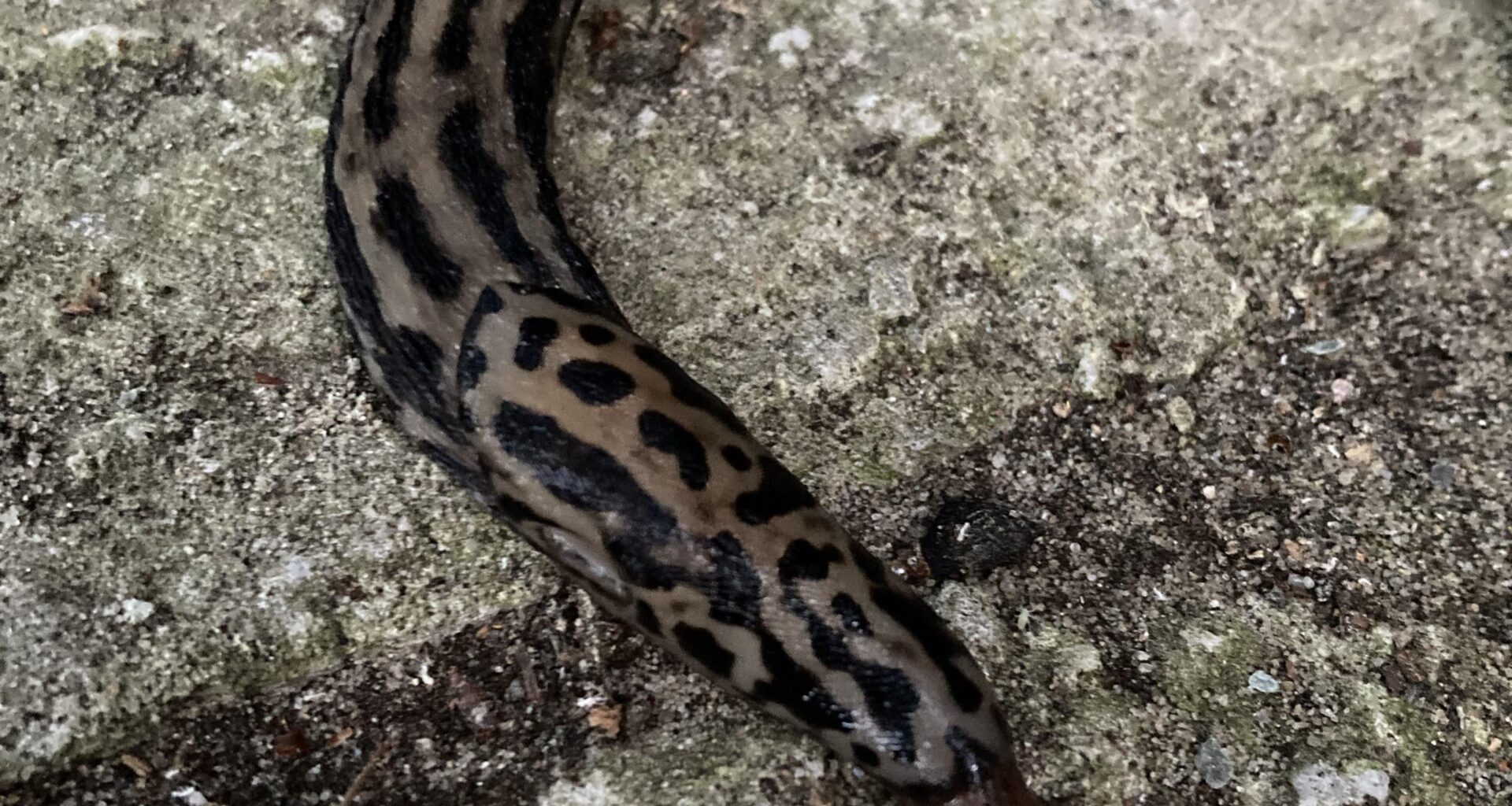Tigerschnegel ist hungrig
