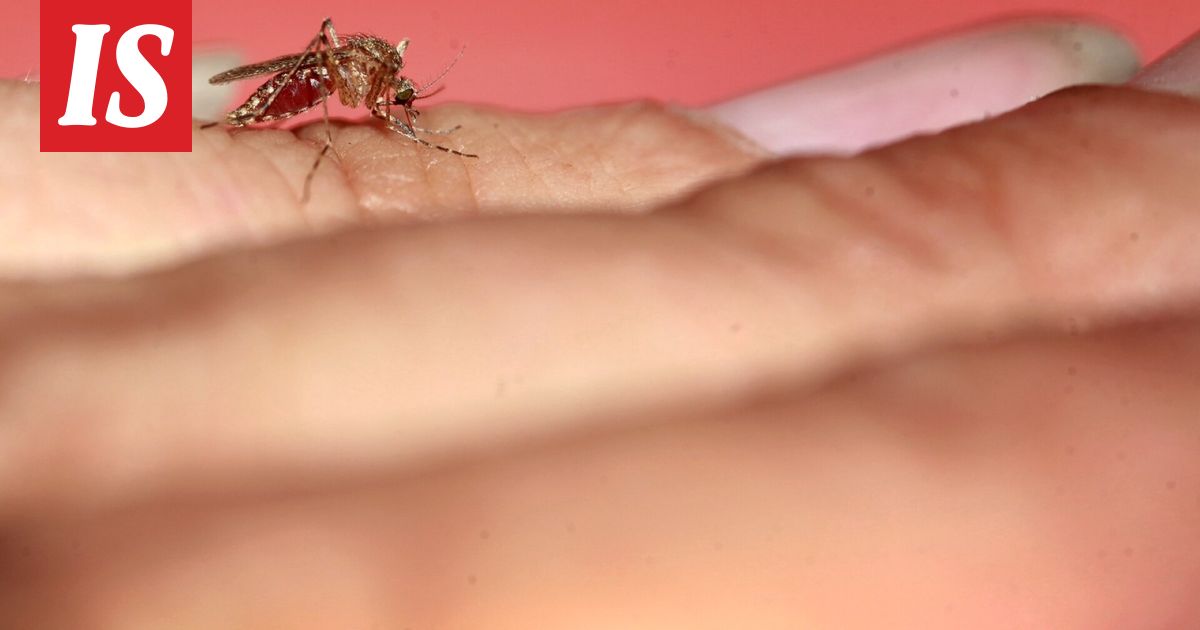 Tällainen on hyttyskesän tilanne 2025