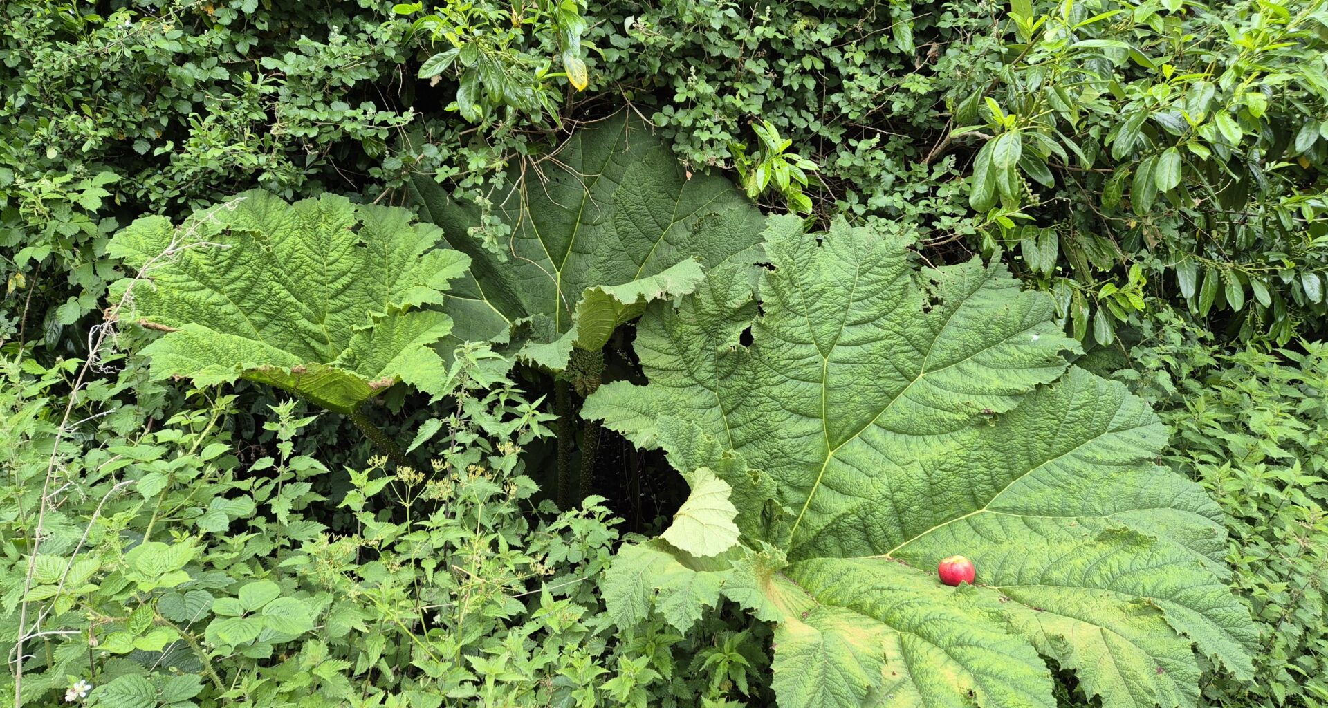 The biggest leaves I have ever seen on a plant in the British countryside. (apple for scale)