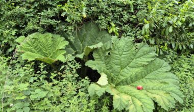 The biggest leaves I have ever seen on a plant in the British countryside. (apple for scale)