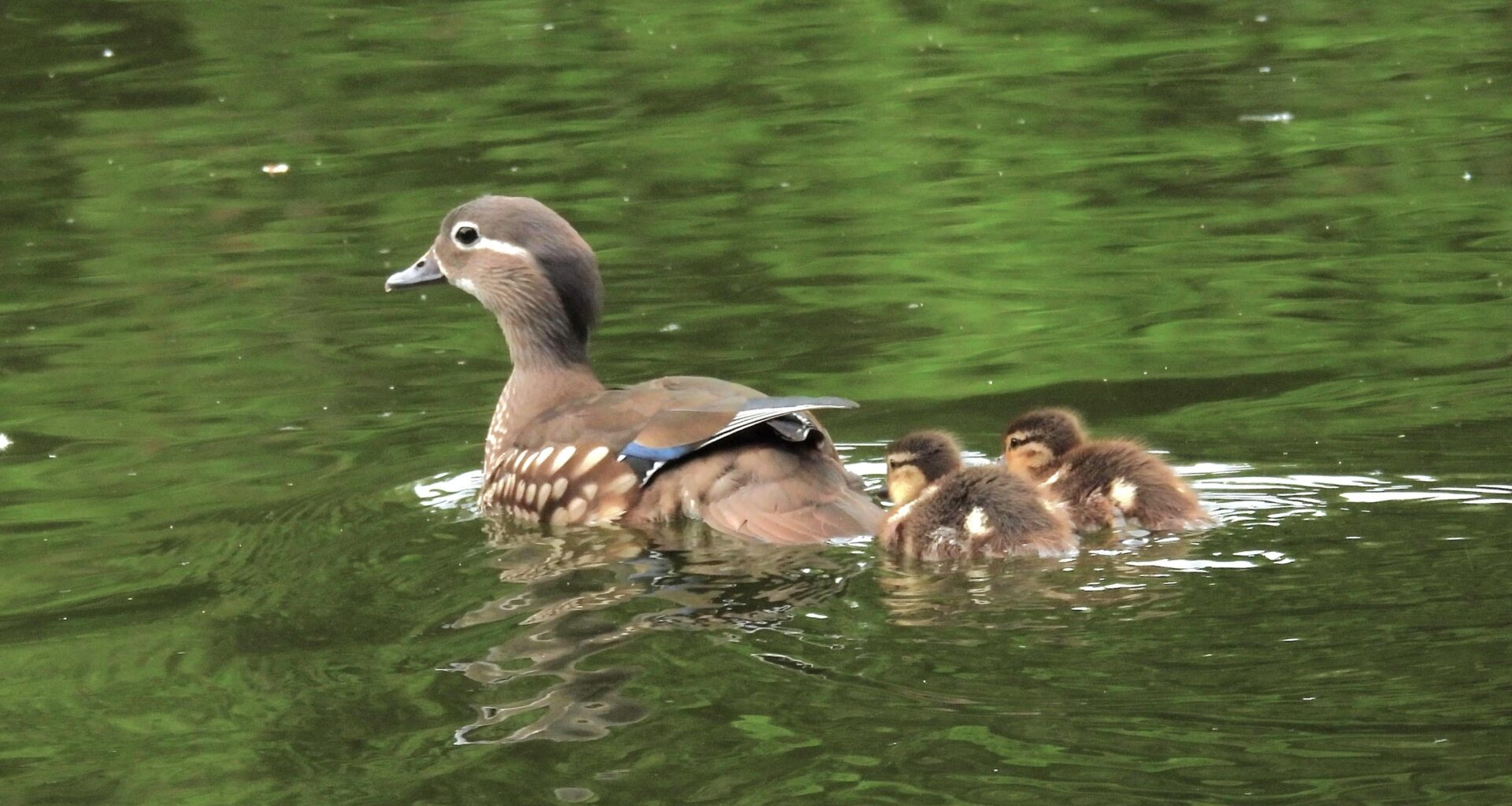 Kleine Mandarinenten-Familie