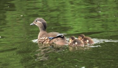 Kleine Mandarinenten-Familie
