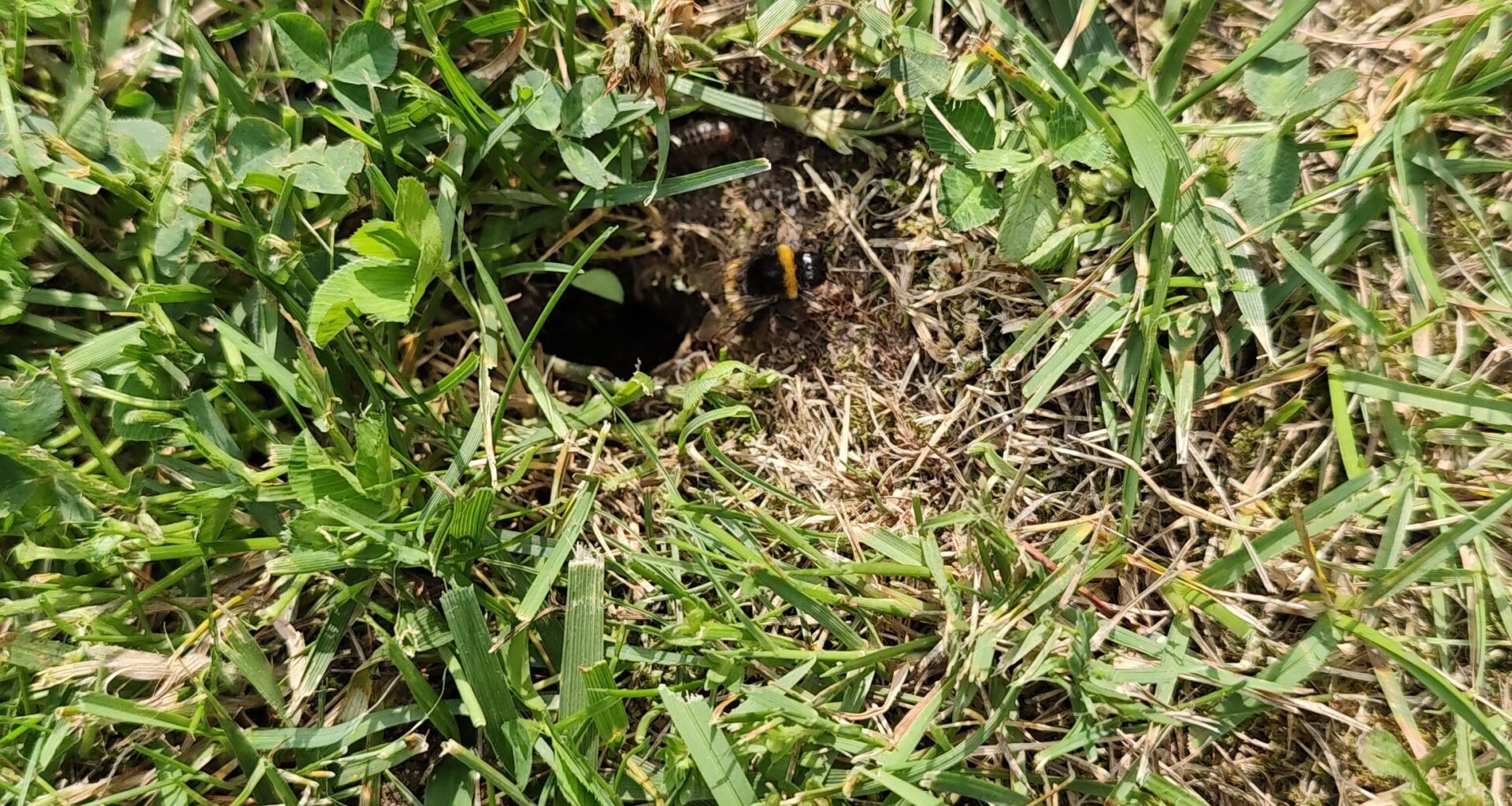 Habe gerade mein erstes Hummelnest im Garten gefunden