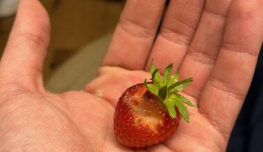 Was frisst hier meine Erdbeeren?
