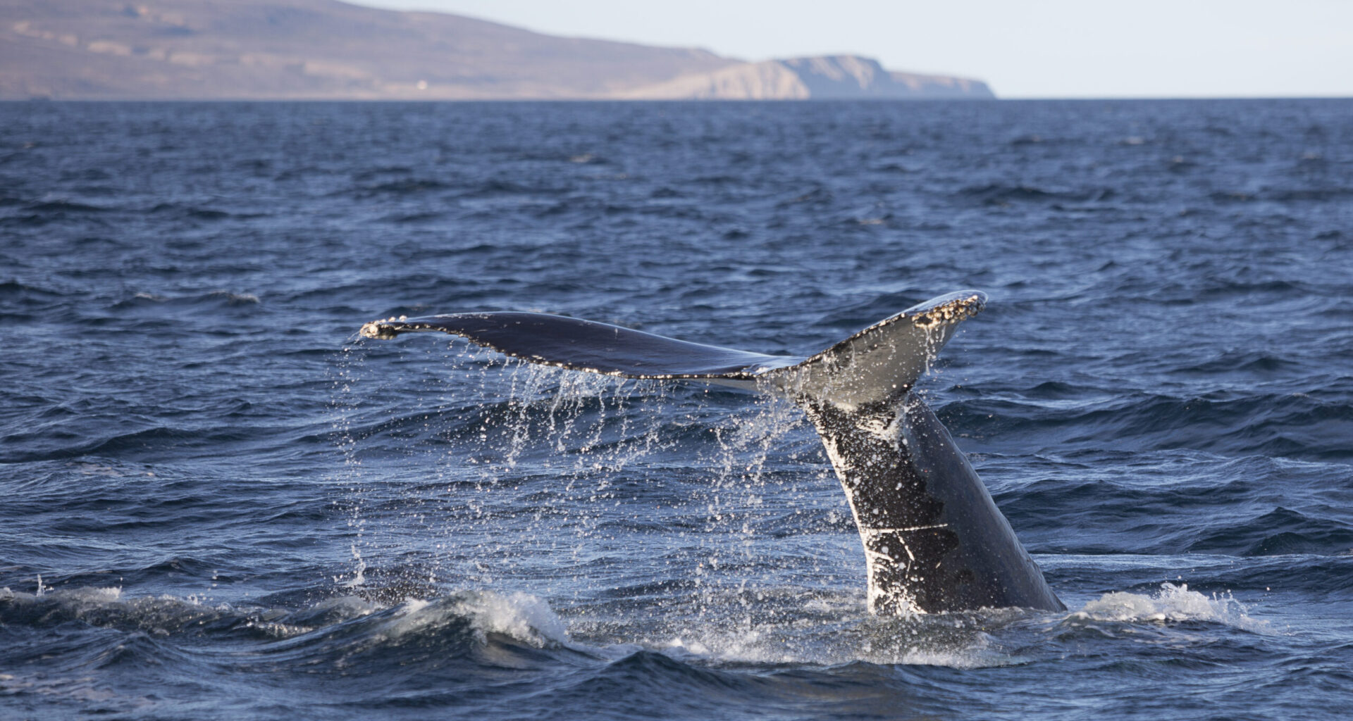 From Iceland — Orca Washed Ashore In Grafarvogur