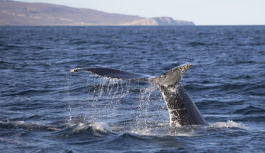 From Iceland — Orca Washed Ashore In Grafarvogur