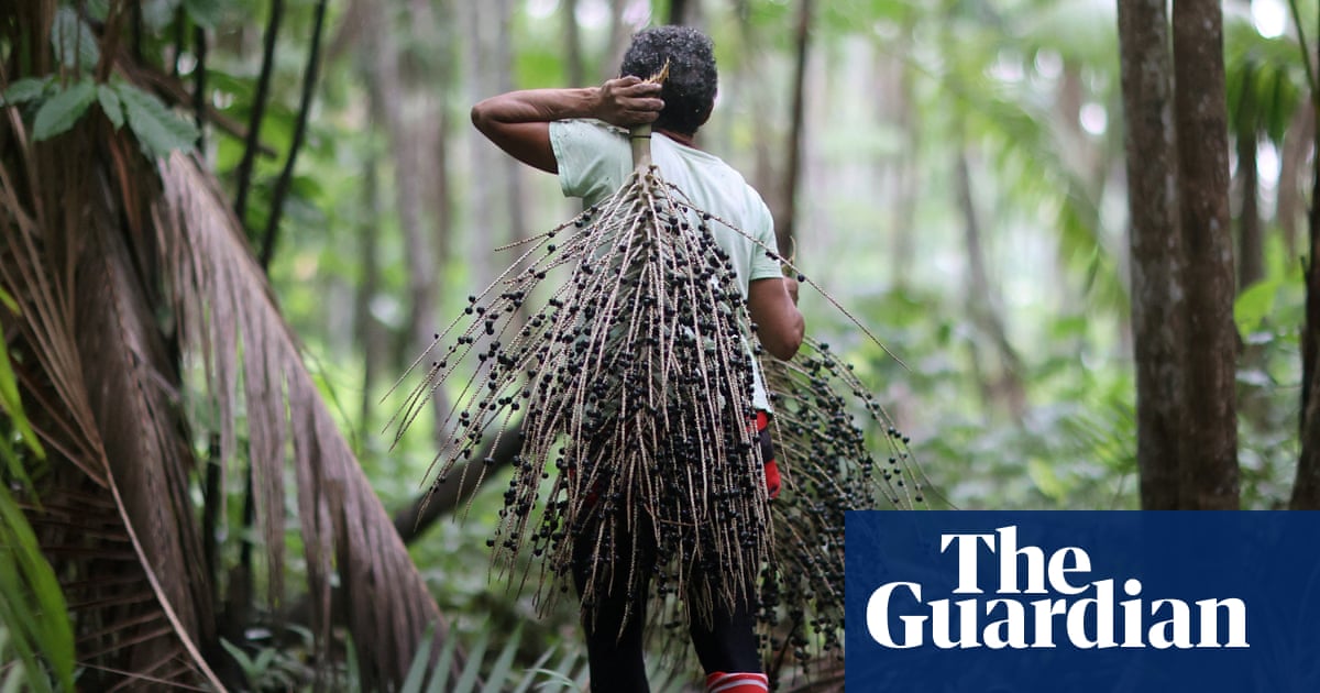 How to save the Amazon part two: the magic and mystery – podcast | Amazon rainforest