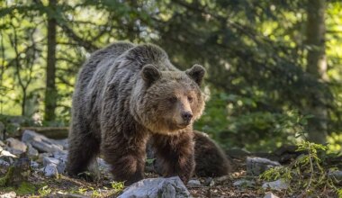 Slovakia approves sale of Brown Bear meat amid controversial culling plan