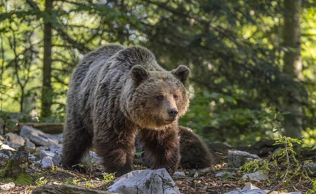 Slovakia approves sale of Brown Bear meat amid controversial culling plan