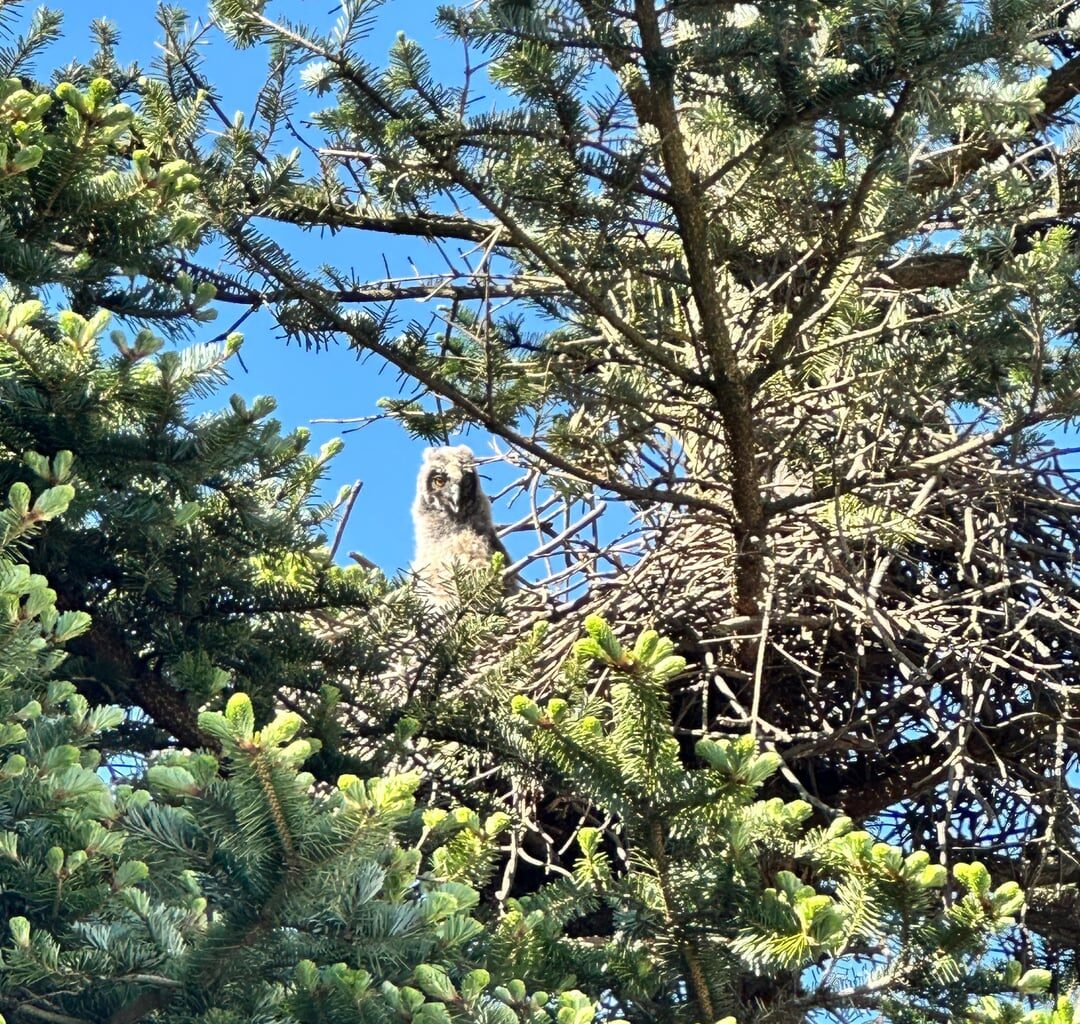 Durften dieses Jahr eine Eulenfamilie beim Nisten beobachten. Letztens haben die Kleinen zum ersten Mal das Nest verlassen 🦉