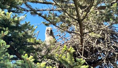 Durften dieses Jahr eine Eulenfamilie beim Nisten beobachten. Letztens haben die Kleinen zum ersten Mal das Nest verlassen 🦉