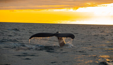From Iceland — Orca Swims Out To Sea