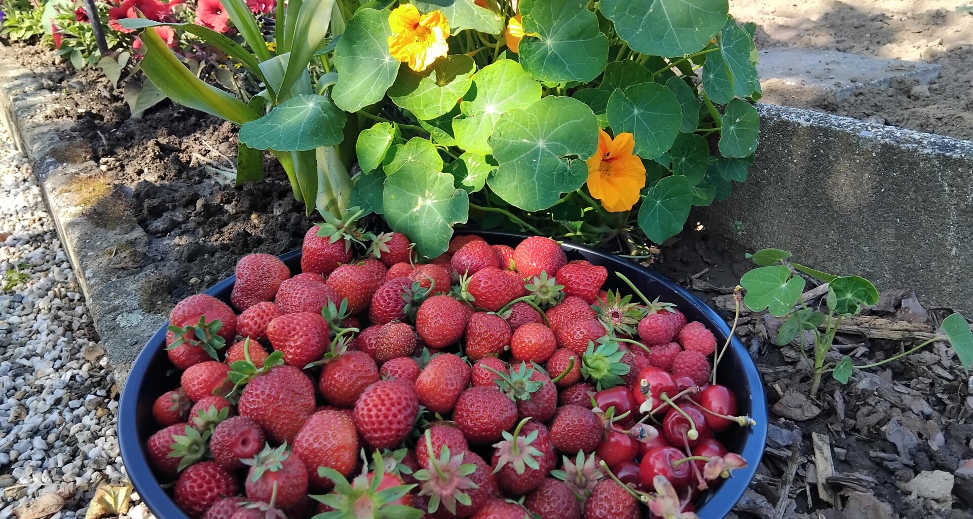 Auch in den klimatisch eher kühlen Regionen Deutschlands, beginnt jetzt die Erntezeit.