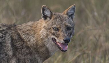 Jäger aus ganz Deutschland wollen anreisen