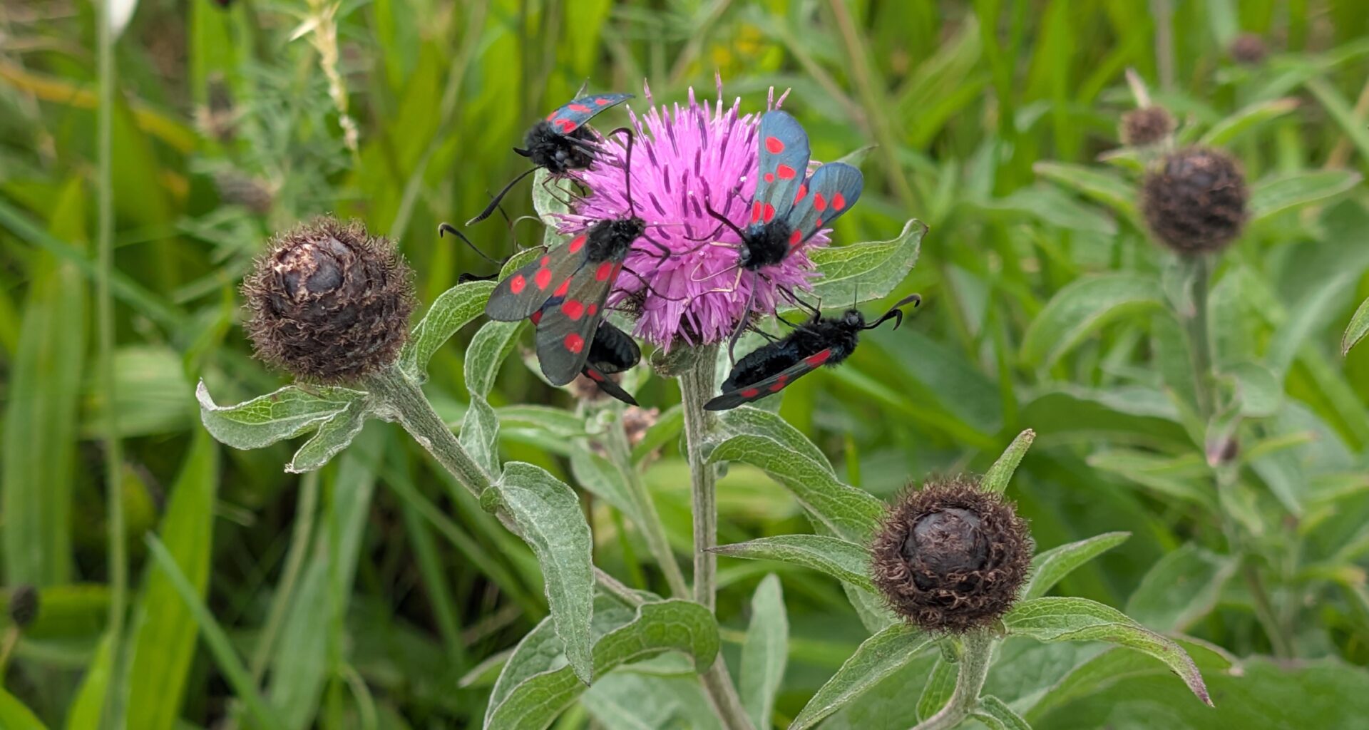 Anyone know what these are?