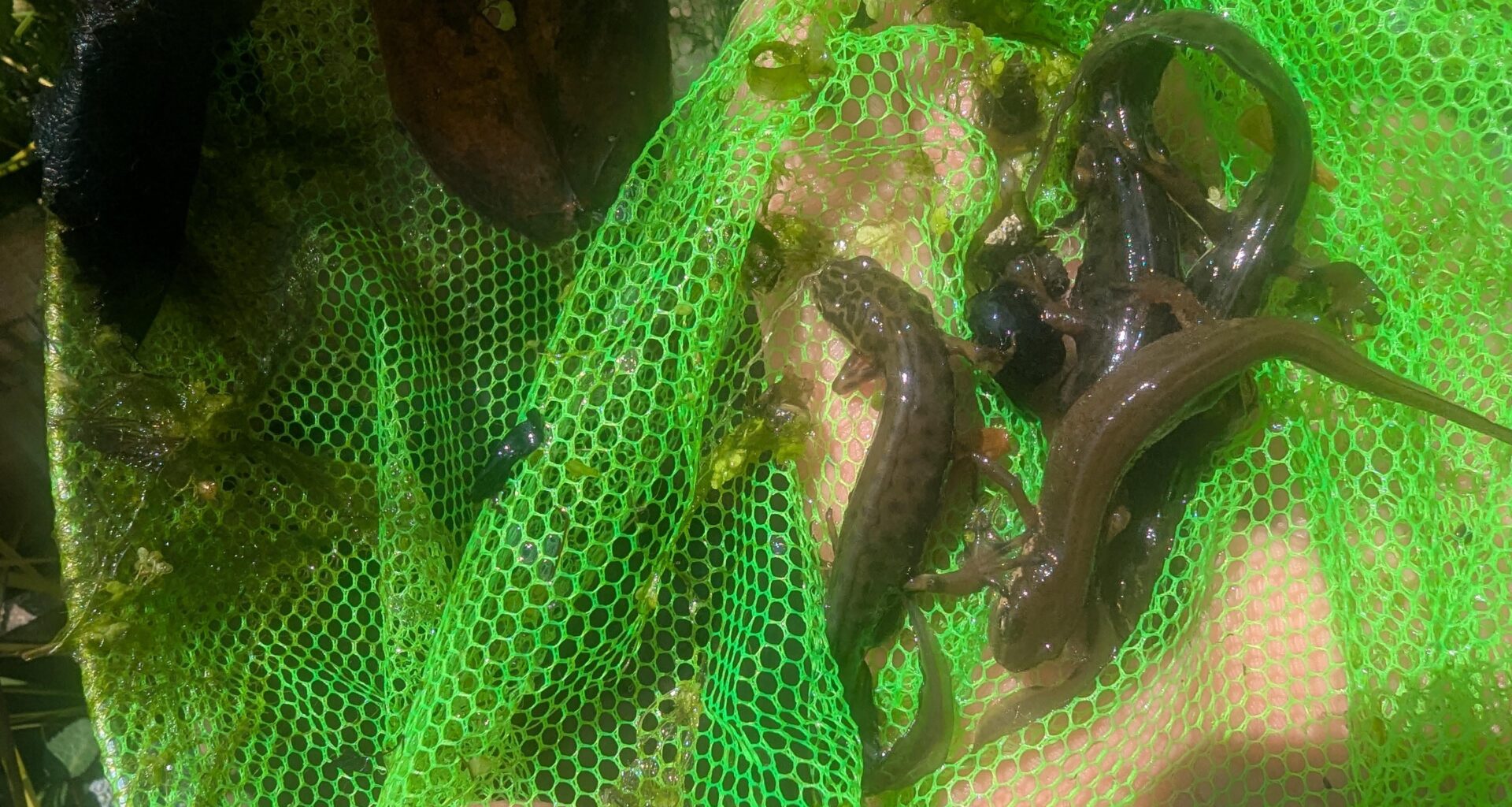 Have I Got Newts For You