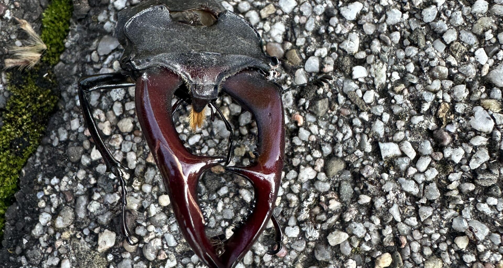 Der Kopf eines Hirschkäfers