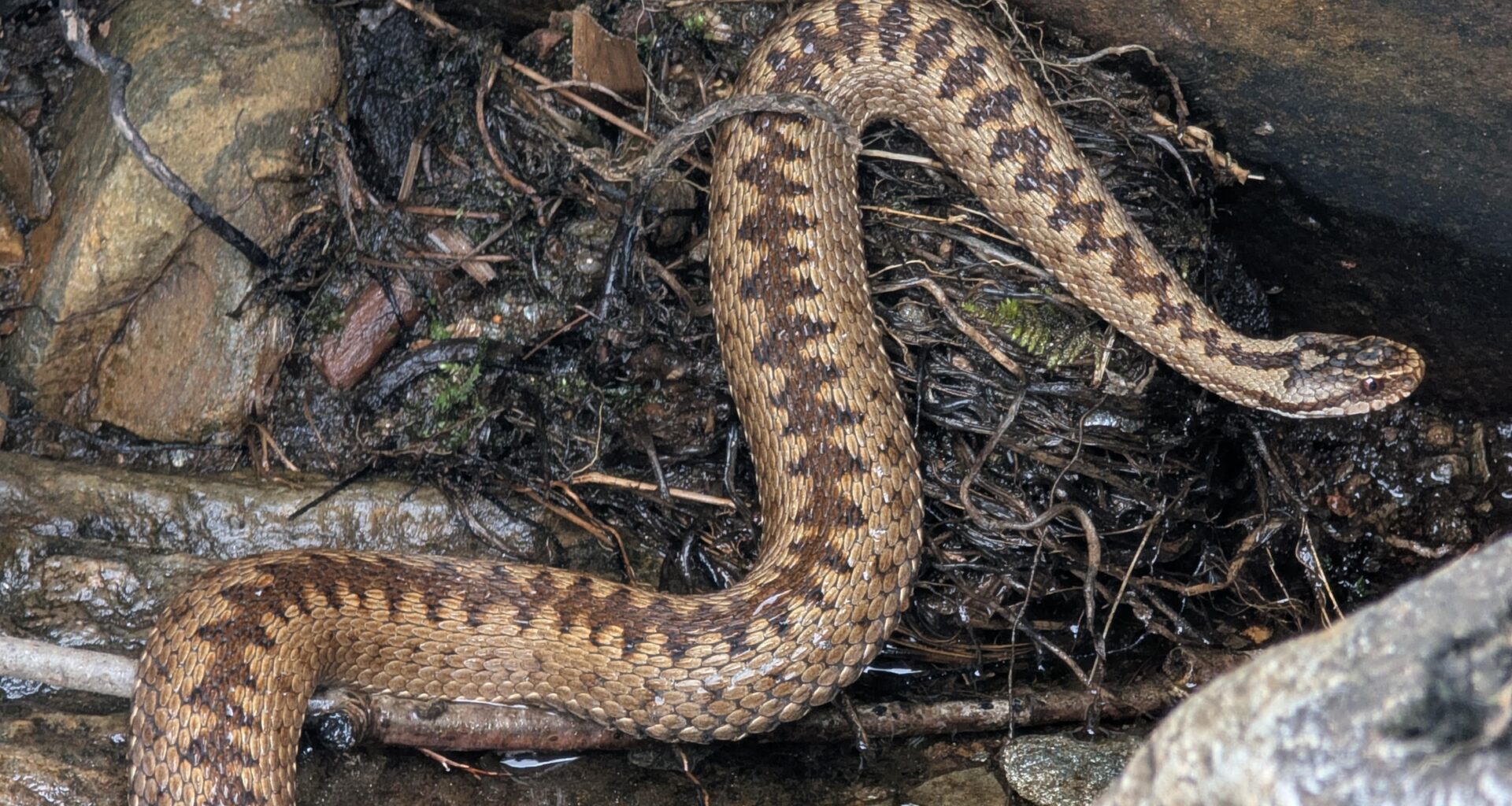 I see a lot of Adder's while out in the Angus glens... Finally managed to get a good photo after this one swam across a burn.