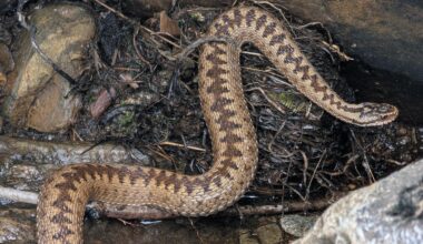 I see a lot of Adder's while out in the Angus glens... Finally managed to get a good photo after this one swam across a burn.