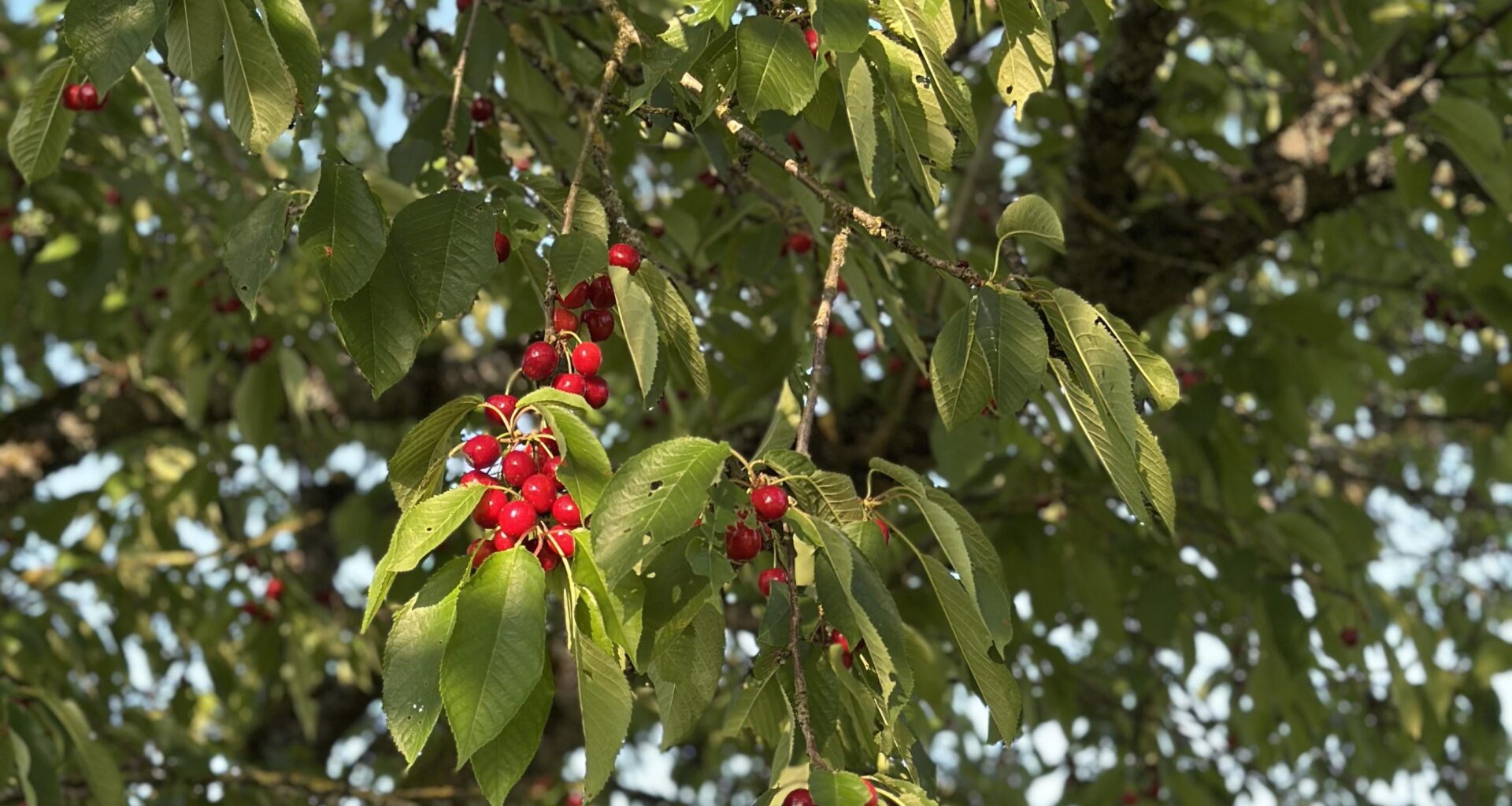 Kirschen Anfänger mit Fragen