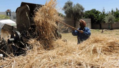 No peace dividend as drought pushes Syrian farmers to brink