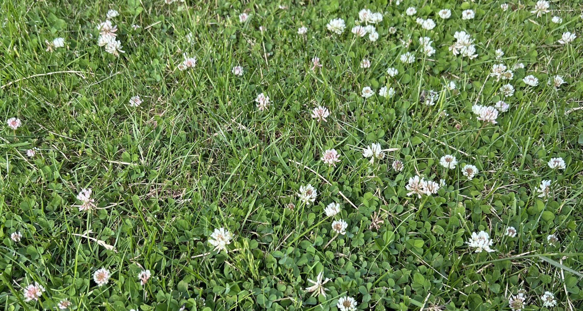 Wie bekomme ich auf meinem Rasen Gänseblümchen?