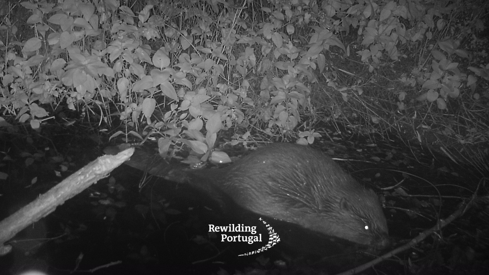 More than 500 years later, the beaver is back in Portugal