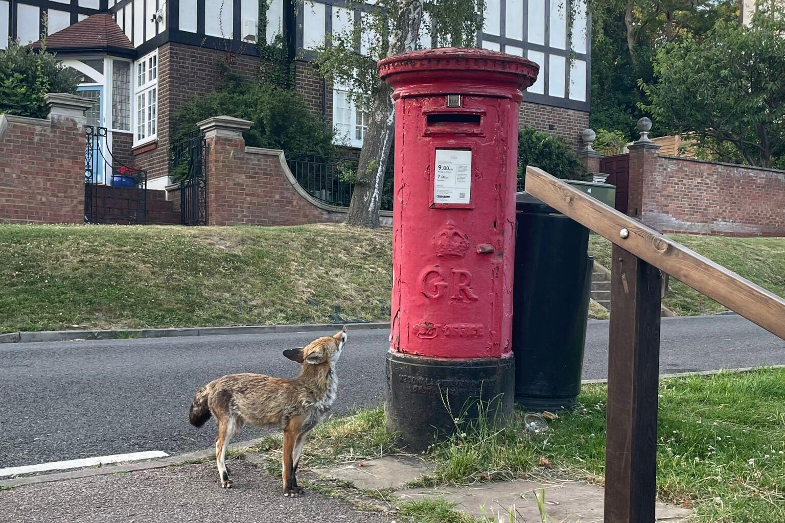 Saw this foxy postie in Highgate last night