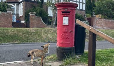 Saw this foxy postie in Highgate last night