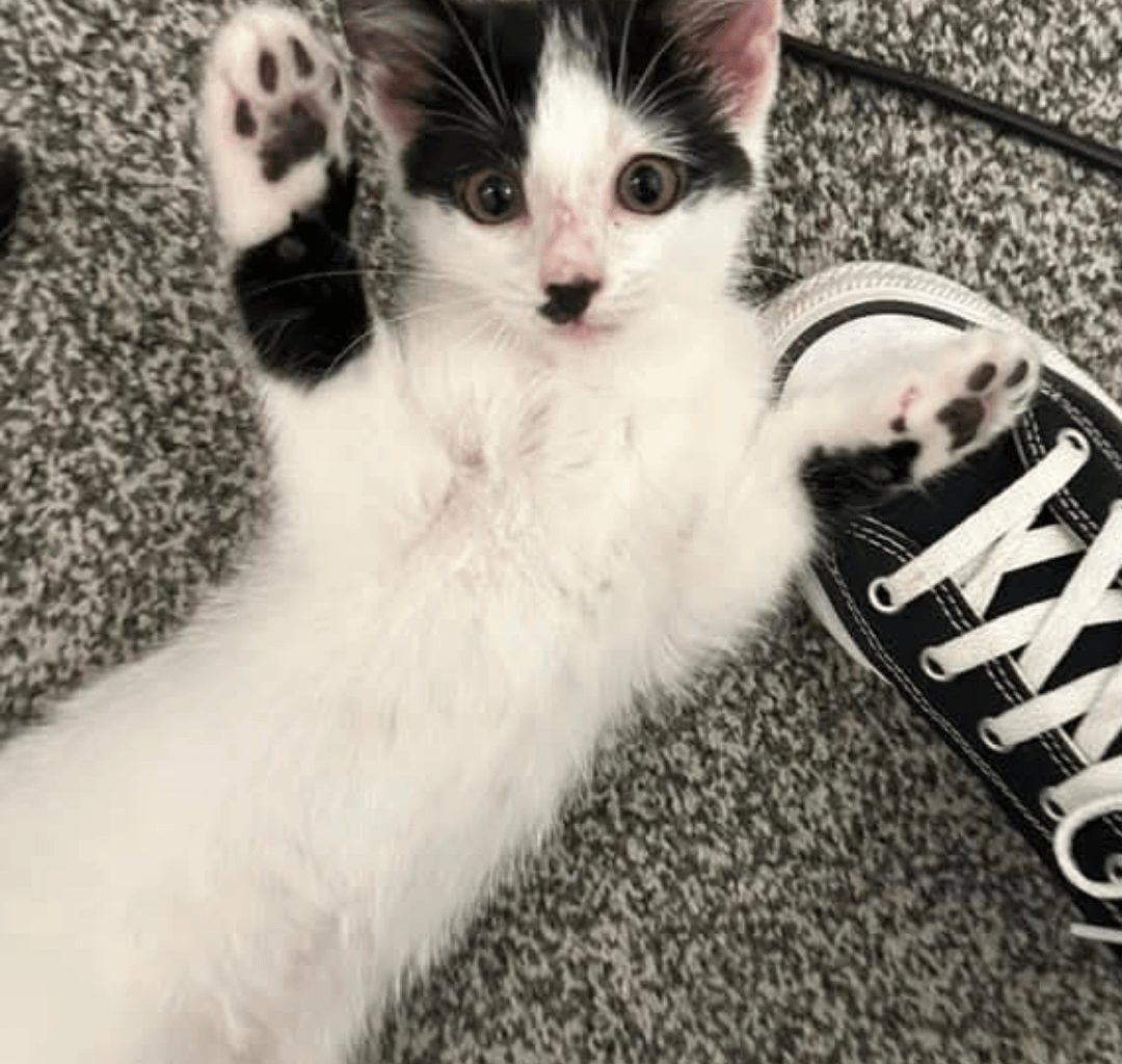 Found this lost kitty, looks Austrian maybe or German you think?