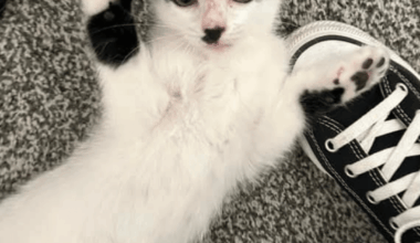 Found this lost kitty, looks Austrian maybe or German you think?