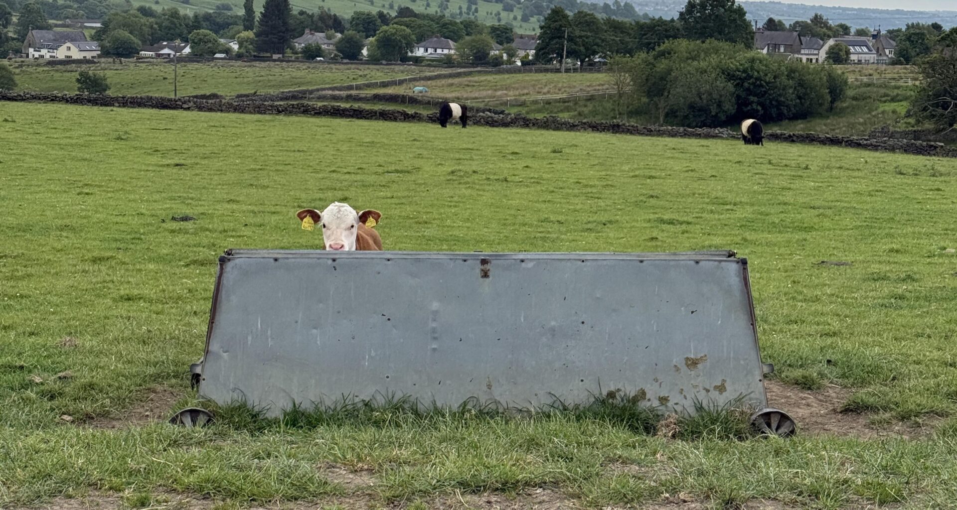 Went for a walk yesterday, and bumped into the worlds worst hide and seek player.
