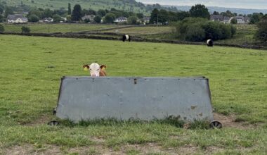 Went for a walk yesterday, and bumped into the worlds worst hide and seek player.