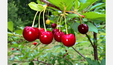 Frost damage to Moldova’s orchards lower than expected