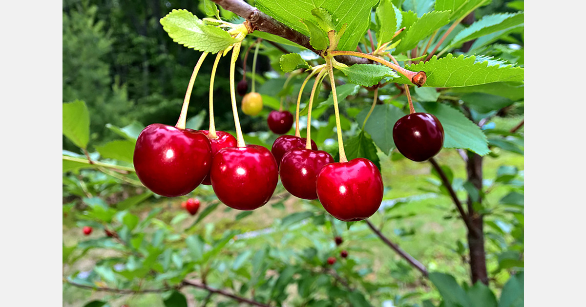 Frost damage to Moldova’s orchards lower than expected