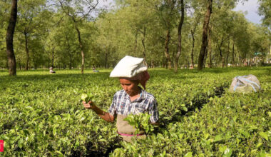 India halts tea exports to Iran amid escalating tensions with Israel