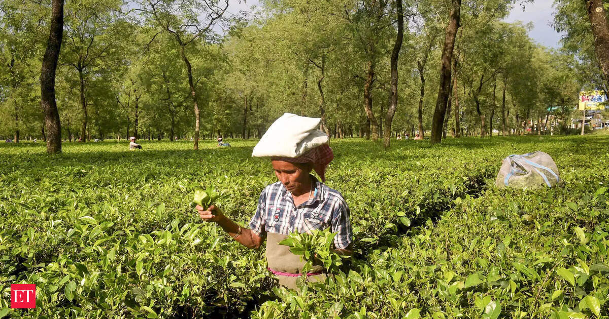 India halts tea exports to Iran amid escalating tensions with Israel