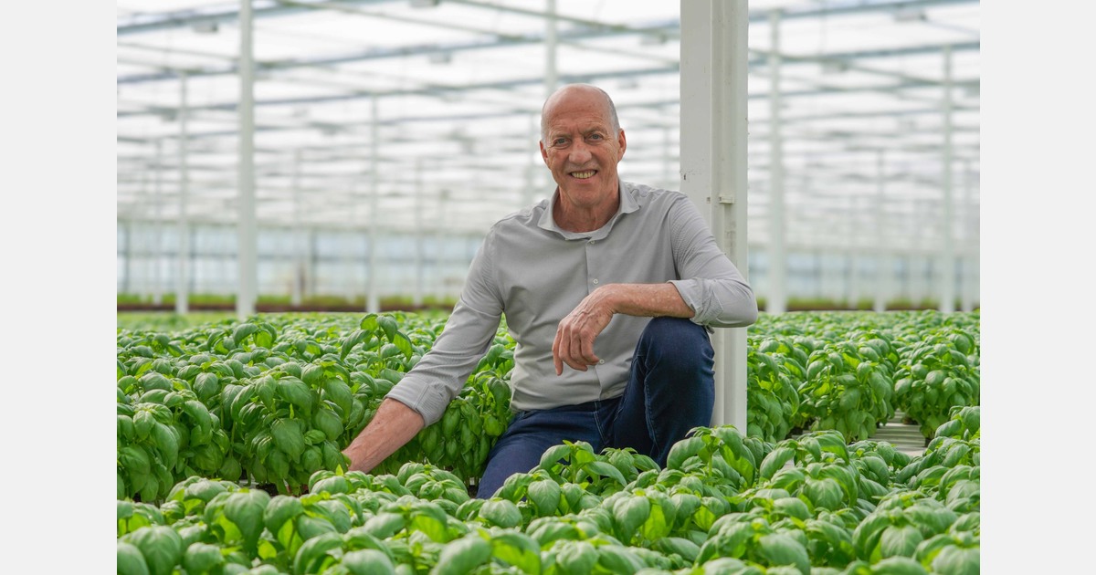 Fresh basil, year-round, from the Netherlands