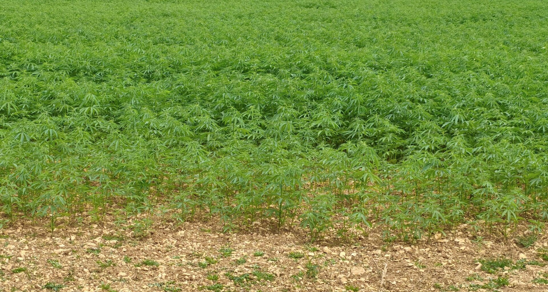 Just casual UK Farming