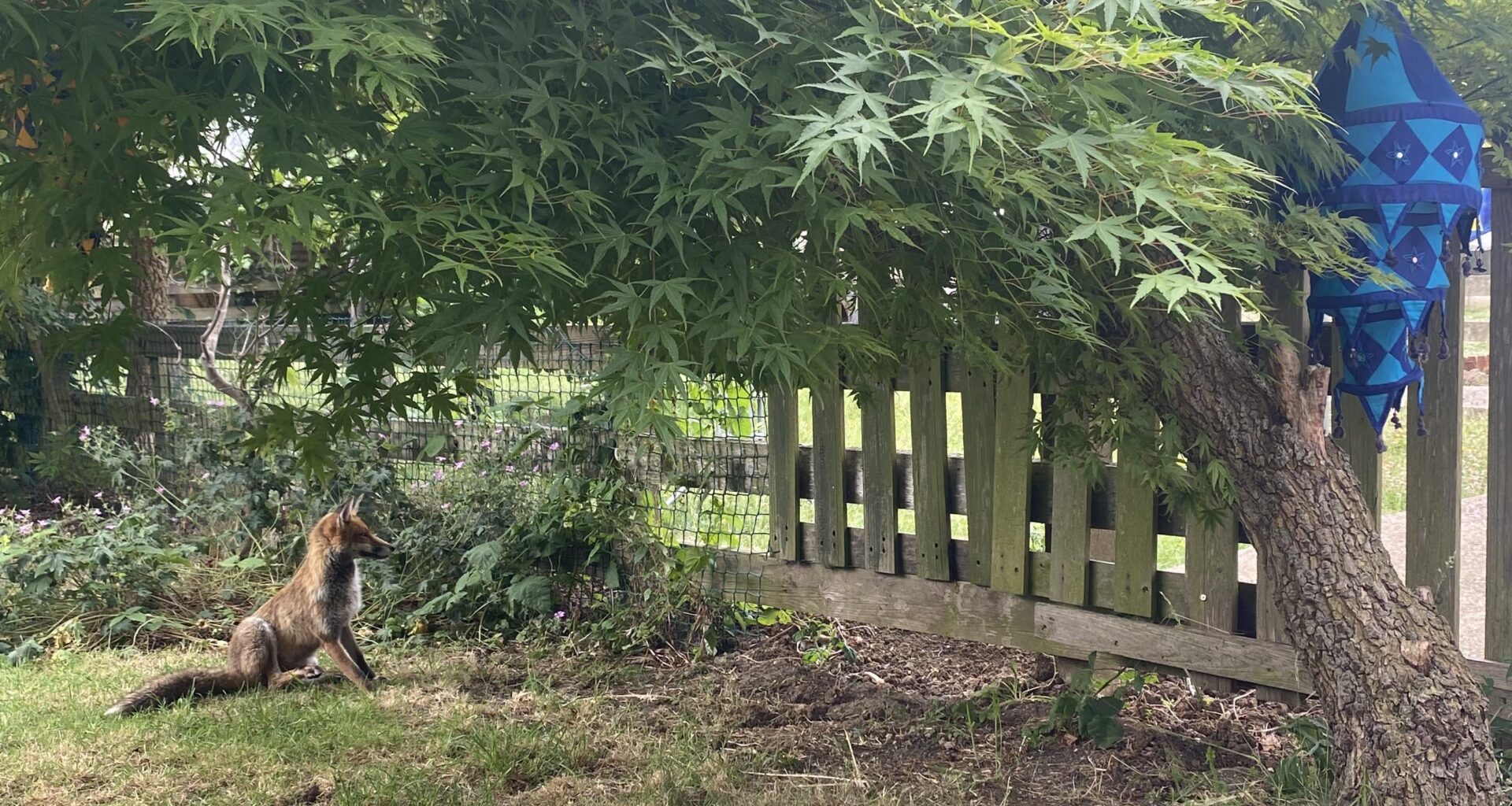 slow mornings in the garden before it’s too hot